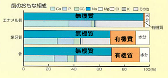 歯の組成