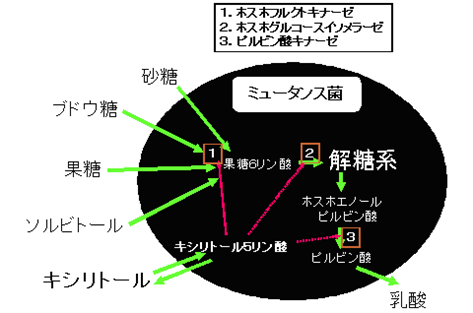 キシリトールの作用