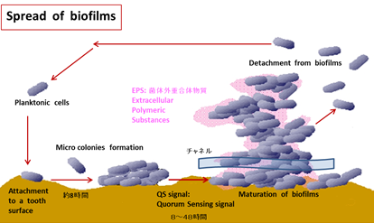 バイオフィルムのでき方
