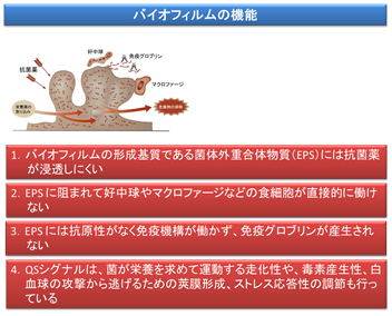 バイオフィルムの機能
